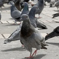 alimentar palomas Bogotá — Alimentar Palomas en Bogotá: Riesgos Confirmados por la Alcaldía