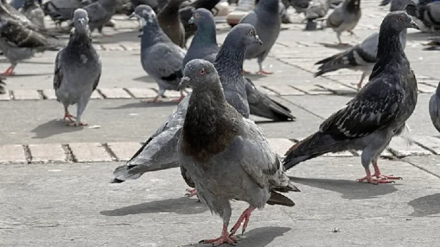 alimentar palomas Bogotá — Alimentar Palomas en Bogotá: Riesgos Confirmados por la Alcaldía