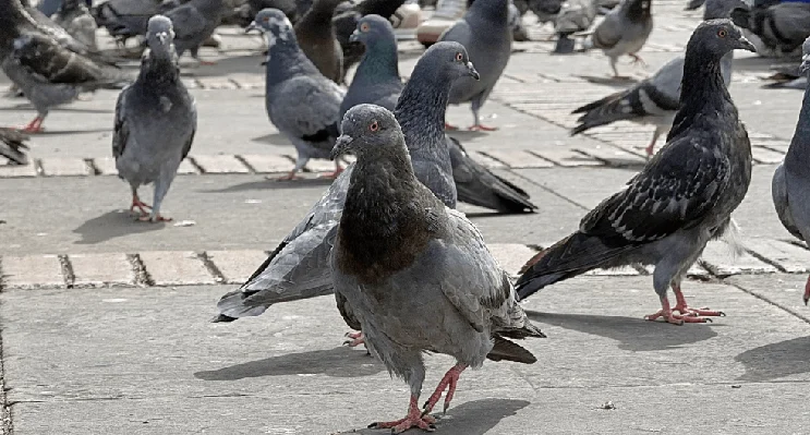 alimentar palomas Bogotá — Alimentar Palomas en Bogotá: Riesgos Confirmados por la Alcaldía