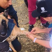 animales afectados sismo Cali — Animales afectados sismo Cali: Culmina rescate y atención tras emergencia