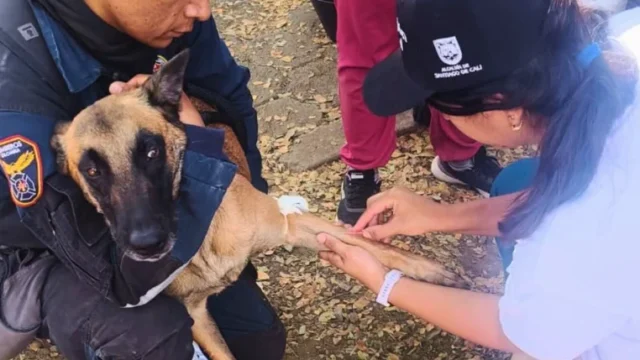 animales afectados sismo Cali — Animales afectados sismo Cali: Culmina rescate y atención tras emergencia