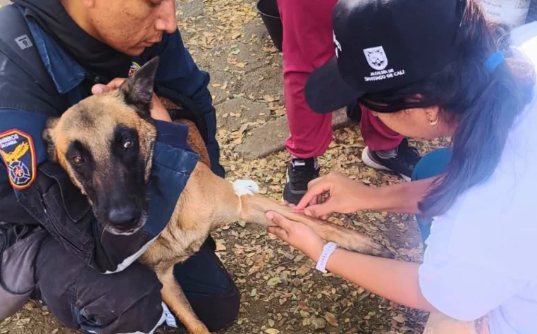 animales afectados sismo Cali — Animales afectados sismo Cali: Culmina rescate y atención tras emergencia