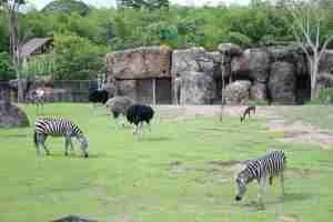 cierre Bioparque Ukumarí — Cierre Bioparque Ukumarí: Medida Preventiva Tras Sismo en el Eje Cafetero